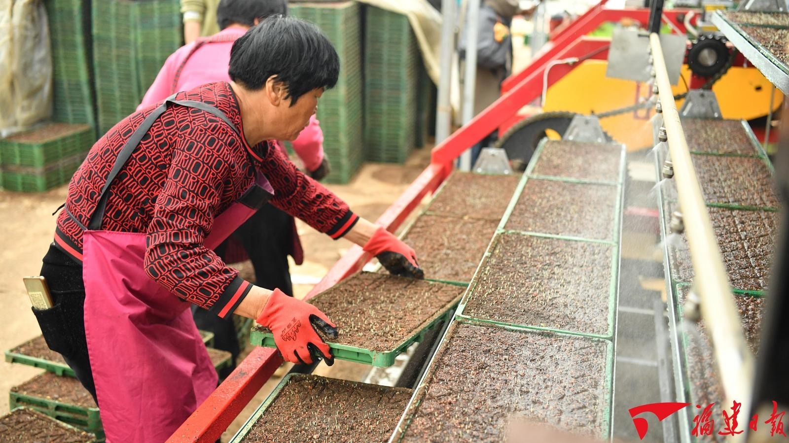 秧苗住上“电梯房”！南安智能化育秧设备助力春耕“开年红”