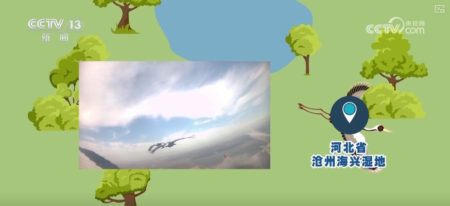 空中第一视角绝美！跟着“摄影师”白枕鹤“蒙蒙”饱览生态之美(图13)